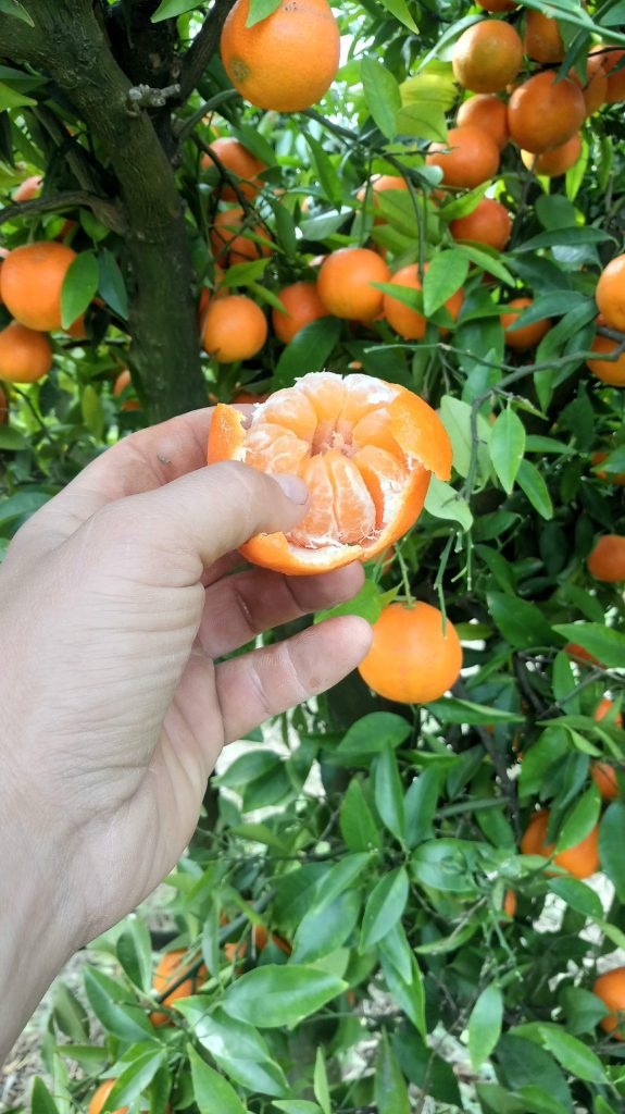 Savjeti za napraviti džem od mandarina