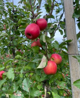 Neretvanska Ljepotica