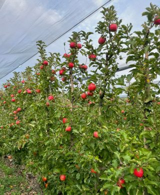 Neretvanska Ljepotica