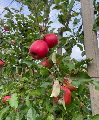 Neretvanska Ljepotica