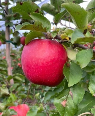 Neretvanska Ljepotica