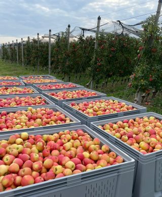 Neretvanska Ljepotica