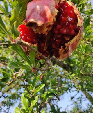 Mandarina / šipak - Slika 4