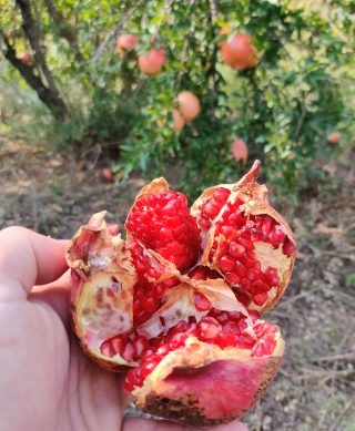 Mandarina / šipak - Slika 5