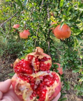 Alternativni prikaz: Mandarina / šipak