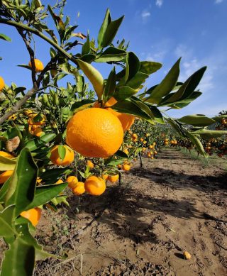 Neretvanska mandarina