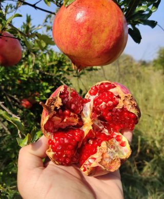 Mandarina / šipak