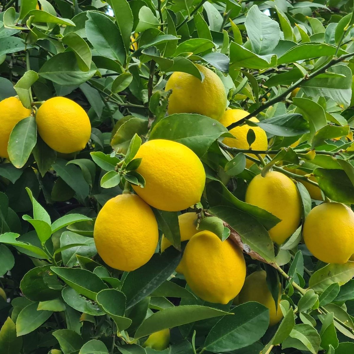 Mandarina&Limun Grana puna zrelih Meyer limuna – Neretvansko zlato