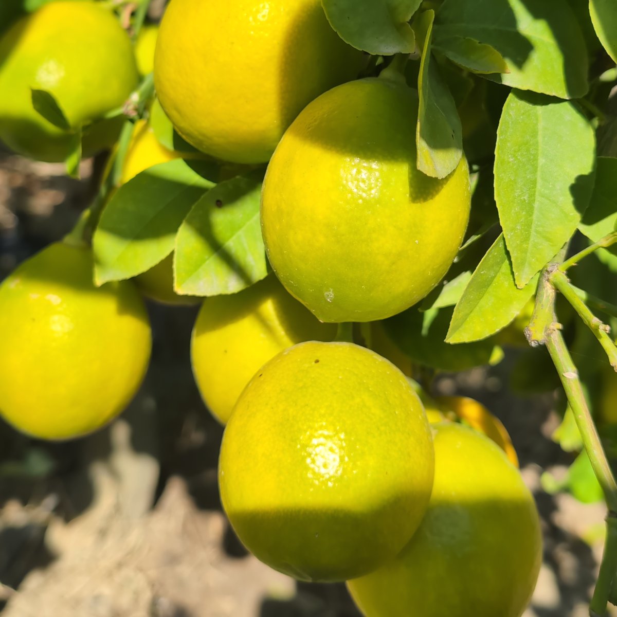 Mandarina&Limun Meyer limun na stablu u Kominu – OPG Neretvansko zlato