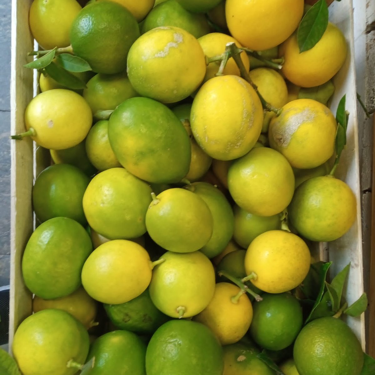 Mandarina&Limun Gajba svježe ubranih Meyer limuna