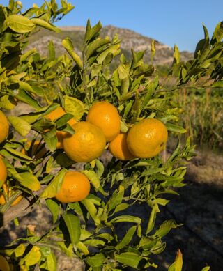 Zrele mandarine Kawano Wase na stablu u Kominu